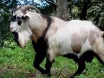 Kiko Goat | Goat | Goat Breeds